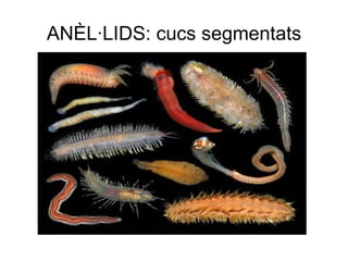ANÈL·LIDS: cucs segmentats
 