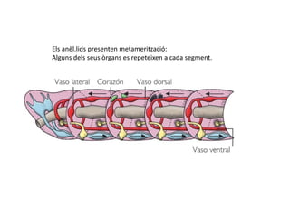 Els anèl.lids presenten metamerització:
Alguns dels seus òrgans es repeteixen a cada segment.
 