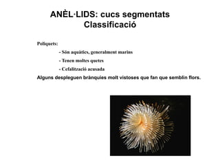ANÈL·LIDS: cucs segmentats
             Classificació

Poliquets:
             - Són aquàtics, generalment marins
             - Tenen moltes quetes
             - Cefalització acusada
Alguns despleguen brànquies molt vistoses que fan que semblin flors.
 