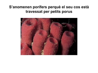 S’anomenen porífers perquè el seu cos està
       travessat per petits porus
 