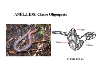 ANÈL.LIDS: Classe Oligoquets




                               CUC DE TERRA
 