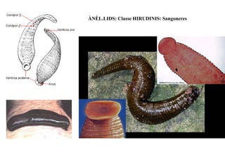 ÀNÈL.LIDS: Classe HIRUDINIS: Sangoneres
 