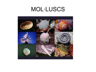 MOL·LUSCS
 
