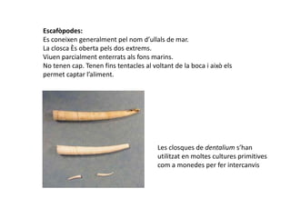 Escafòpodes:
Es coneixen generalment pel nom d’ullals de mar.
La closca és oberta pels dos extrems.
Viuen parcialment enterrats als fons marins.
No tenen cap. Tenen fins tentacles al voltant de la boca i això els
permet captar l’aliment.




                                        Les closques de dentalium s’han
                                        utilitzat en moltes cultures primitives
                                        com a monedes per fer intercanvis
 