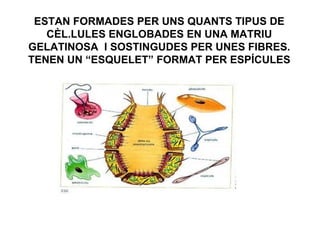 ESTAN FORMADES PER UNS QUANTS TIPUS DE
   CÈL.LULES ENGLOBADES EN UNA MATRIU
GELATINOSA I SOSTINGUDES PER UNES FIBRES.
TENEN UN “ESQUELET” FORMAT PER ESPÍCULES
 