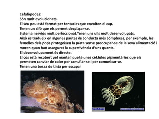 Cefalòpodes:
Són molt evolucionats.
El seu peu està format per tentacles que envolten el cap.
Tenen un sifó que els permet desplaçar-se.
Sistema nerviós molt perfeccionat.Tenen uns ulls molt desenvolupats.
Això es tradueix en algunes pautes de conducta més còmplexes, per exemple, les
femelles dels pops protegeixen la posta sense preocupar-se de la seva alimentació i
moren quan han assegurat la supervivència d’uns quants.
El desenvolupament és directe.
El cos està recobert pel mantell que té unes cèl.lules pigmentàries que els
permeten canviar de color per camuflar-se i per comunicar-se.
Tenen una bossa de tinta per escapar
 
