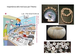 Importància dels mol.luscs per l’Home:
 