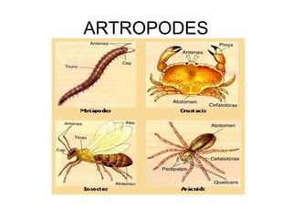 ARTROPODES
 