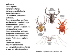 ARÀCNIDS:
Tenen 8 potes.
No tenen antenes
No tenen mandíbules. La
digestió és externa.
Cos dividit en cefalotòrax i
abdomen.
Tenen un parell de quelícers,
apèdix acabats en pinces, que
poden tenir una glàndula
verinosa i que els serveixen per
subjectar les preses..
Tenen un parell de pedipalps
que poden desenvolupar una
funció sensorial o portar una
pinça a l’extrem per capturar
preses.
Els ulls són simples.
Respiren per tràquees.
Les aranyes tenen glàndules de
la seda per teixir teranyines.
                                   Aranyes, opilions,escorpins i àcars
 