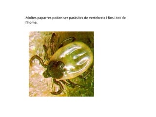 Moltes paparres poden ser paràsites de vertebrats i fins i tot de
l’home.
 