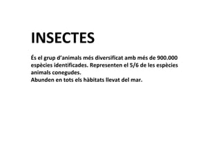 INSECTES
És el grup d’animals més diversificat amb més de 900.000
espècies identificades. Representen el 5/6 de les espècies
animals conegudes.
Abunden en tots els hàbitats llevat del mar.
 