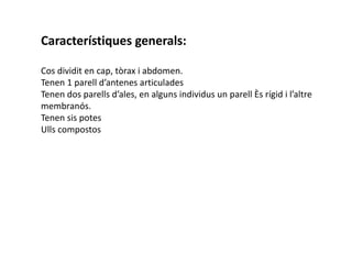 Característiques generals:

Cos dividit en cap, tòrax i abdomen.
Tenen 1 parell d’antenes articulades
Tenen dos parells d’ales, en alguns individus un parell és rígid i l’altre
membranós.
Tenen sis potes
Ulls compostos
 