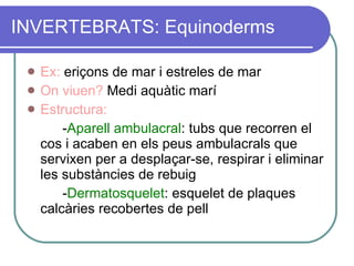 INVERTEBRATS: Equinoderms Ex:  eriçons de mar i estreles de mar On viuen?  Medi aquàtic marí Estructura:   - Aparell ambulacral : tubs que recorren el cos i acaben en els peus ambulacrals que servixen per a desplaçar-se, respirar i eliminar les substàncies de rebuig - Dermatosquelet : esquelet de plaques calcàries recobertes de pell 