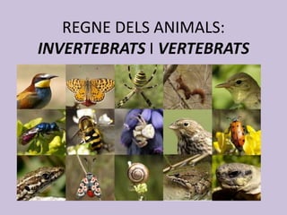 REGNE DELS ANIMALS:
INVERTEBRATS I VERTEBRATS
 