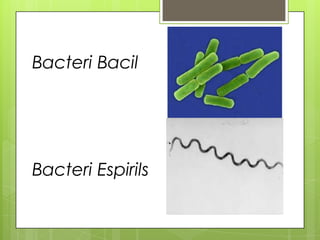 Bacteri Bacil




Bacteri Espirils
 