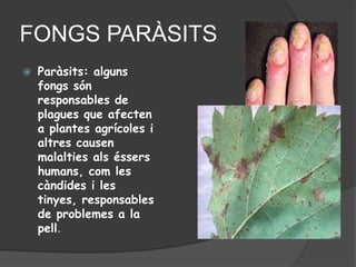 FONGS PARÀSITS
   Paràsits: alguns
    fongs són
    responsables de
    plagues que afecten
    a plantes agrícoles i
    altres causen
    malalties als éssers
    humans, com les
    càndides i les
    tinyes, responsables
    de problemes a la
    pell.
 