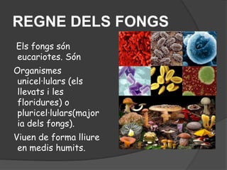 REGNE DELS FONGS
Els fongs són
eucariotes. Són
Organismes
 unicel·lulars (els
 llevats i les
 floridures) o
 pluricel·lulars(major
 ia dels fongs).
Viuen de forma lliure
 en medis humits.
 