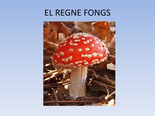 EL REGNE FONGS 