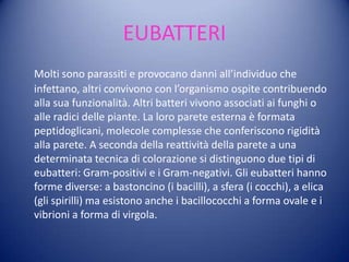 EUBATTERI
Molti sono parassiti e provocano danni all’individuo che
infettano, altri convivono con l’organismo ospite contribuendo
alla sua funzionalità. Altri batteri vivono associati ai funghi o
alle radici delle piante. La loro parete esterna è formata
peptidoglicani, molecole complesse che conferiscono rigidità
alla parete. A seconda della reattività della parete a una
determinata tecnica di colorazione si distinguono due tipi di
eubatteri: Gram-positivi e i Gram-negativi. Gli eubatteri hanno
forme diverse: a bastoncino (i bacilli), a sfera (i cocchi), a elica
(gli spirilli) ma esistono anche i bacillococchi a forma ovale e i
vibrioni a forma di virgola.
 