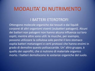 MODALITA’ DI NUTRIMENTO
                I BATTERI ETEROTROFI
Ottengono molecole organiche dai tessuti o dai liquidi
corporei di altri organismi viventi (eubatteri patogeni). Alcuni
dei batteri non patogeni non hanno alcuna influenza sui loro
ospiti, mentre altre sono utili: le mucche, per esempio,
possono utilizzare la cellulosa solo perché il loro stomaco
ospita batteri metanogeni e certi protozoi che hanno enzimi in
grado di demolire questo polisaccaride. Un’ altro gruppo, è
quello dei saprofiti, che si nutrono di materiale organico
morto. I batteri demoliscono le sostanze organiche del suolo.
 