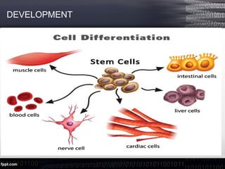 organ regeneration through embryonic stem cell | PPT
