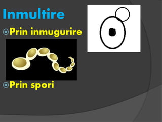 Polygonum Inmultire Regnul fungi | PPTX