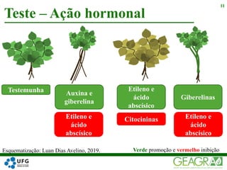 Teste – Ação hormonal
11
Testemunha
Esquematização: Luan Dias Avelino, 2019.
Etileno e
ácido
abscísico
Citocininas
Auxina e
giberelina
Etileno e
ácido
abscísico
Giberelinas
Etileno e
ácido
abscísico
Verde promoção e vermelho inibição
 