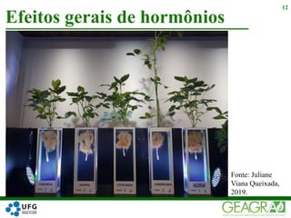Efeitos gerais de hormônios
12
Fonte: Juliane
Viana Queixada,
2019.
 