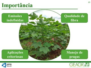 Importância
13
Emissões
indefinidas
Aplicações
criteriosas
Qualidade de
fibra
Manejo de
pragas
 