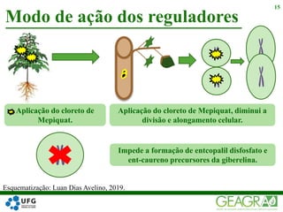 Modo de ação dos reguladores
15
Esquematização: Luan Dias Avelino, 2019.
Impede a formação de entcopalil disfosfato e
ent-caureno precursores da giberelina.
Aplicação do cloreto de Mepiquat, diminui a
divisão e alongamento celular.
Aplicação do cloreto de
Mepiquat.
 