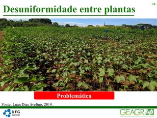 Desuniformidade entre plantas
16
Fonte: Luan Dias Avelino, 2019.
Problemática
 