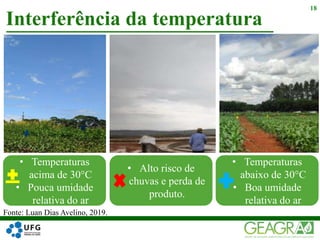 Interferência da temperatura
18
Fonte: Luan Dias Avelino, 2019.
• Alto risco de
chuvas e perda de
produto.
• Temperaturas
abaixo de 30°C
• Boa umidade
relativa do ar
• Temperaturas
acima de 30°C
• Pouca umidade
relativa do ar
 