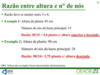  Razão deve se manter entre 3 e 4;
 Exemplo 1: Altura da planta: 85 cm
Número de nós da haste principal: 15
Razão: 85/15 = 5,6 planta c/ altura superior a desejada.
Razão entre altura e n° de nós
22
 Exemplo 2: Altura da planta: 90 cm
Número de nós da haste principal: 24
Razão: 90/24= 3,75 planta c/ altura desejada.
OBS. Valores dos exemplos foram determinados aleatoriamente.
 