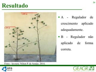  A - Regulador de
crescimento aplicado
adequadamente.
 B - Regulador não
aplicado de forma
correta.
Resultado
24
Fotos - lavoura: Nilton P. de Araújo, 2014.
 