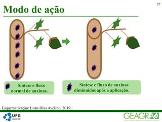 Modo de ação
27
Síntese e fluxo
normal de auxinas.
Síntese e fluxo de auxinas
diminuídas após a aplicação.
Esquematização: Luan Dias Avelino, 2019.
 