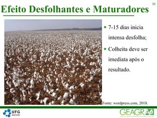  7-15 dias inicia
intensa desfolha;
 Colheita deve ser
imediata após o
resultado.
Efeito Desfolhantes e Maturadores
33
Fonte: wordpress.com, 2018.
 