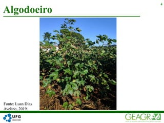 Algodoeiro
4
Fonte: Luan Dias
Avelino, 2019.
 