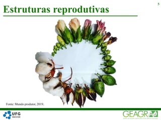 Estruturas reprodutivas
5
Fonte: Mundo produtor, 2019.
 
