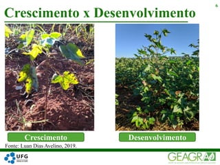 Crescimento x Desenvolvimento
6
Crescimento Desenvolvimento
Fonte: Luan Dias Avelino, 2019.
 