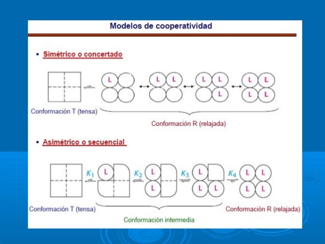Regulación alostérica