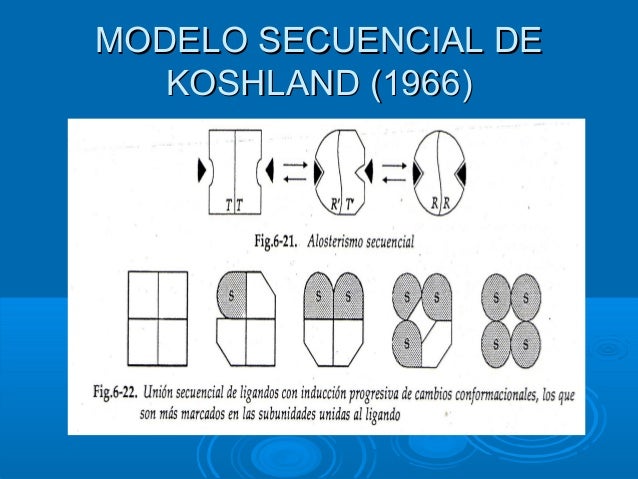 Regulación alostérica