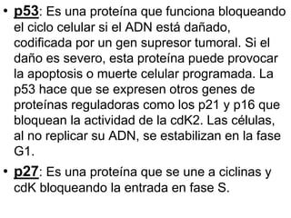 • p53: Es una proteína que funciona bloqueando
el ciclo celular si el ADN está dañado,
codificada por un gen supresor tumoral. Si el
daño es severo, esta proteína puede provocar
la apoptosis o muerte celular programada. La
p53 hace que se expresen otros genes de
proteínas reguladoras como los p21 y p16 que
bloquean la actividad de la cdK2. Las células,
al no replicar su ADN, se estabilizan en la fase
G1.
• p27: Es una proteína que se une a ciclinas y
cdK bloqueando la entrada en fase S.
 