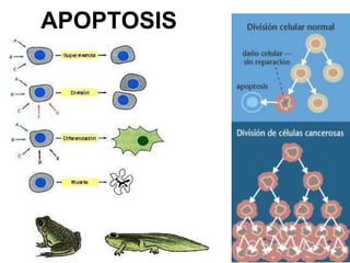 APOPTOSIS
 