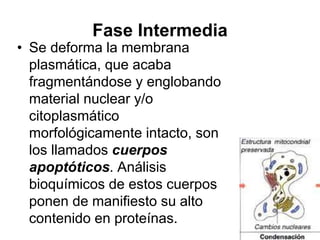 Fase Intermedia
• Se deforma la membrana
plasmática, que acaba
fragmentándose y englobando
material nuclear y/o
citoplasmático
morfológicamente intacto, son
los llamados cuerpos
apoptóticos. Análisis
bioquímicos de estos cuerpos
ponen de manifiesto su alto
contenido en proteínas.
 