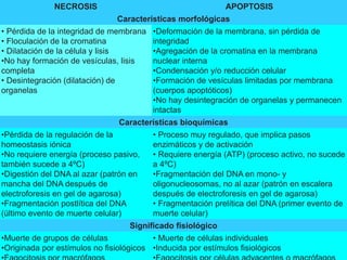 NECROSIS APOPTOSIS
Características morfológicas
• Pérdida de la integridad de membrana
• Floculación de la cromatina
• Dilatación de la célula y lisis
•No hay formación de vesículas, lisis
completa
• Desintegración (dilatación) de
organelas
•Deformación de la membrana, sin pérdida de
integridad
•Agregación de la cromatina en la membrana
nuclear interna
•Condensación y/o reducción celular
•Formación de vesículas limitadas por membrana
(cuerpos apoptóticos)
•No hay desintegración de organelas y permanecen
intactas
Características bioquímicas
•Pérdida de la regulación de la
homeostasis iónica
•No requiere energía (proceso pasivo,
también sucede a 4ºC)
•Digestión del DNA al azar (patrón en
mancha del DNA después de
electroforesis en gel de agarosa)
•Fragmentación postlítica del DNA
(último evento de muerte celular)
• Proceso muy regulado, que implica pasos
enzimáticos y de activación
• Requiere energía (ATP) (proceso activo, no sucede
a 4ºC)
•Fragmentación del DNA en mono- y
oligonucleosomas, no al azar (patrón en escalera
después de electroforesis en gel de agarosa)
• Fragmentación prelítica del DNA (primer evento de
muerte celular)
Significado fisiológico
•Muerte de grupos de células
•Originada por estímulos no fisiológicos
• Muerte de células individuales
•Inducida por estímulos fisiológicos
 