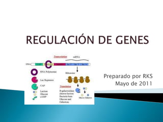 REGULACIÓN DE GENES Preparado por RKS Mayo de 2011 