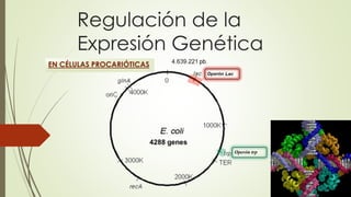 Regulación de la
Expresión Genética
EN CÉLULAS PROCARIÓTICAS
Operón trp
 
