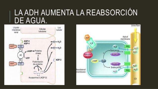 Resultado de imagen para La ADH aumenta la reabsorciÃ³n de agua.