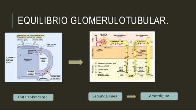 Resultado de imagen para equilibrio glomerulotubular