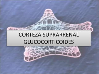 CORTEZA SUPRARRENAL
GLUCOCORTICOIDES
 